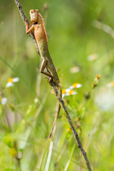 Young lizard stay on tree trunk