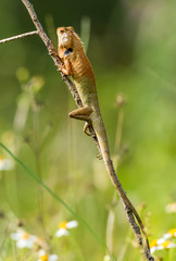 Young lizard stay on tree trunk