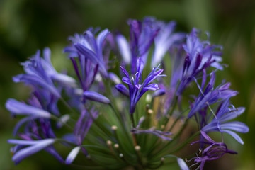 Flowers Bunch blue with isolation