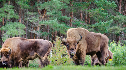 A small herd of European bison (Bison bonasus), also known as Wisent or the European wood bison, are grazing in a forest clearing.