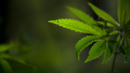 Openwork sheet of hemp.A branch of hemp in the sun.Medicinal herb of the southern region.In the sun, hemp is swaying.Forest thickets.Forest hygrophilous and shade-tolerant species.Sun through leaves. 