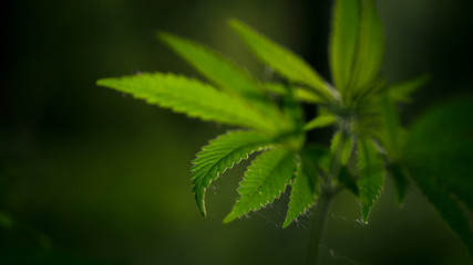 Openwork sheet of hemp.A branch of hemp in the sun.Medicinal herb of the southern region.In the sun, hemp is swaying.Forest thickets.Forest hygrophilous and shade-tolerant species.Sun through leaves. 