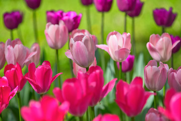 Tulips of different colors on a sunny day on a green background. Concept Spring