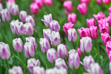 A field of lilac tulips on a sunny day. A variety of tulips Flaming Flag. Concept Spring - 269343183