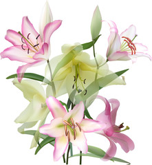 isolated light yellow and pink lily flowers bunch