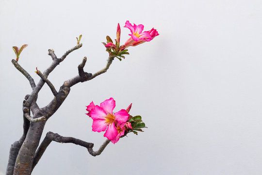 Branch of desert rose with pink flowers on light background, toned. Close-up, copy space