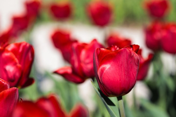 Beautiful bouquet of tulips nature background.
