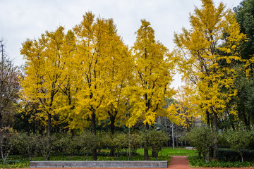 Fototapeta na wymiar Autumn yellow leaves trees in Shanghai Sculpture Park