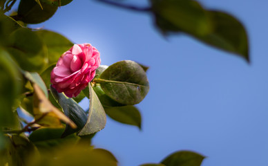 Pink Flower with green leaves