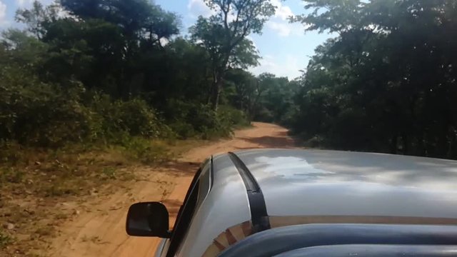 Shot over the Roof of a 4x4 driving down a dirt road in the African Bush-veld. POV of some one sitting on the tail gate facing forward. Shot at Leeuport nature reserve, Limpopo South Africa.
