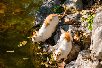 Twin cats sitting on stones in the park and drinking water from pond