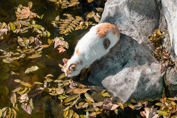 Cat sitting on stone and drinking water many floating leaves in the water around
