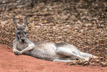 Naklejka na ściany i meble Kangaroo funny big animal