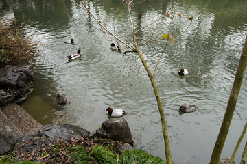 White black body and brown head duck swimming in pond filled by  green light water with waves