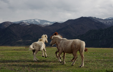 Horses on pasture in mountains