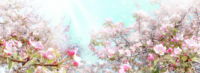 Naklejki  Gałęzie kwitnących różowych jabłek na jasnoniebieskim tle nieba panoramiczny widok