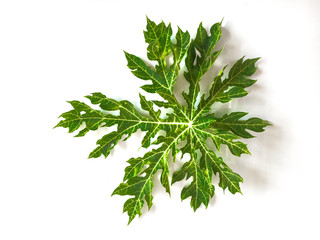 Fototapeta premium papaya leaf on white background