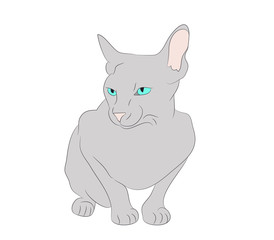 vector illustration cat sitting in color