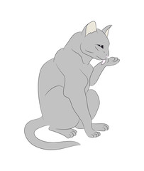 vector illustration of a cat that licks its paw, drawing color