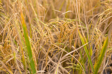 Golden rice paddies in the garden plantations in Thailand