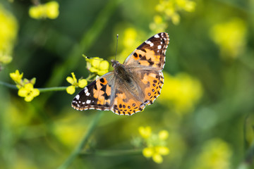 Painted Lady Butterfly feeding from a mustard flower on the California coast. Wings spread; plants in background. 