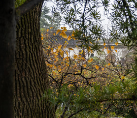 China, Suzhou, Humble Government Park yellow leaves trees and nature inside park with building in background