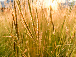Flowers, weeds or flower meadows in the sunset 