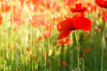Red poppies field close-up, natural background, toned
