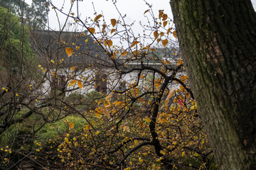 hina, Suzhou, Humble Government Park trees and nature inside park with building on background
