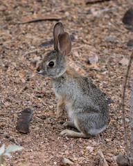 Young Cottontail rabbit (Sylvilagus audubonii) ears erect, sitting in Arizona's Sonoran desert. 