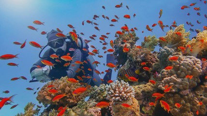 Scuba diver surrounded with shoal of beautiful red coral fish (Anthias) near tropical coral reef