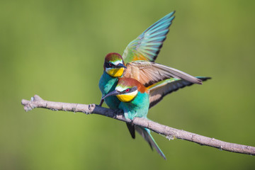 Bee-eater Take off