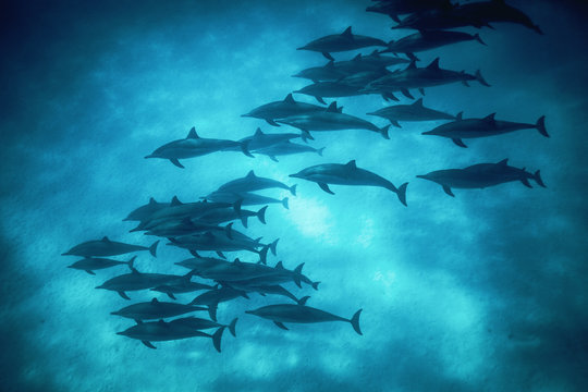 dolphin school swimming in blue water 1