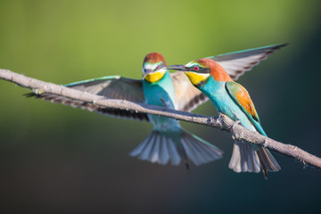Bee-eaters landing