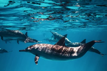 Fototapeten dolphin school swimming in blue water close up 2 © mattisi
