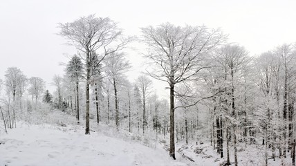 Fototapeta na wymiar deciduous forest in winter