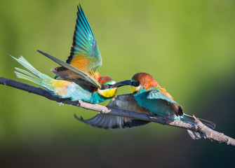 Bee-eaters fighting