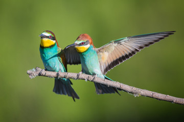 bee-eaters