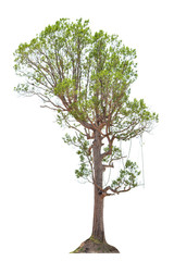 Obraz premium Syzygium cumini on a white background