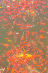 Outdoor pool, red and yellow koi, dense fish are looking for food