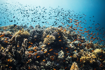 Fototapeta na wymiar underwater coral reef with small fish in red sea 3