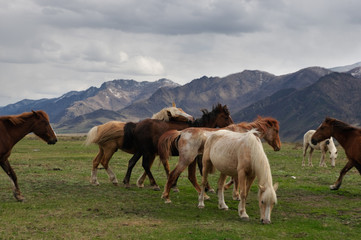 Fototapeta na wymiar Horses on pasture in mountains