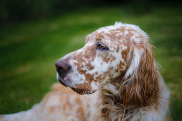 English setter orange belton on green grass