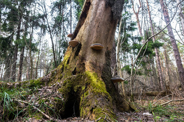 An old stump, infected by fungal plant pathogen - Polypore fungus. This species infects trees through broken bark, causing rot and continues to live on trees long after they have died, as a decomposer