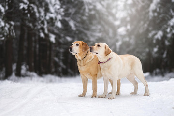 Labrador retriever on winter landscapes