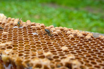 Close up view of the working bee on the honeycomb with sweet honey..