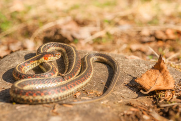 Snake in the Sunlight with a Birch Leaf