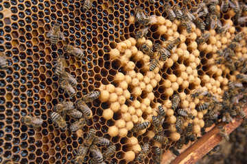 Busy bees, close up view of the working bees on honeycomb. .