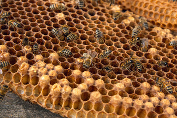 Close up view of the working bee on the honeycomb with sweet honey..