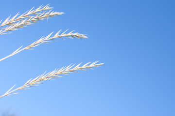 Spikelets of dry grass.